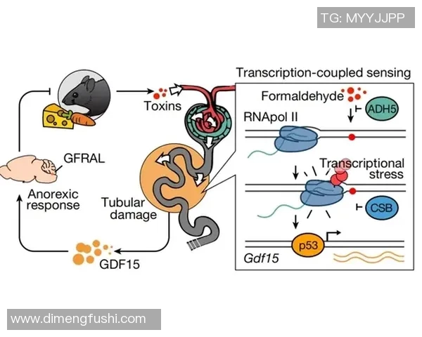 水中运动对人体健康的益处与科学原理探索